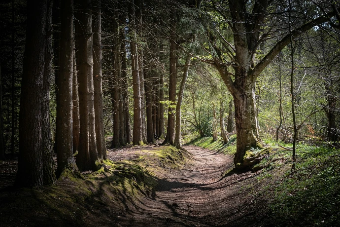 a dirt path through a forest