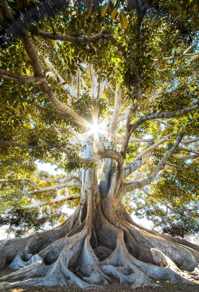 arbre-nature-ancrage